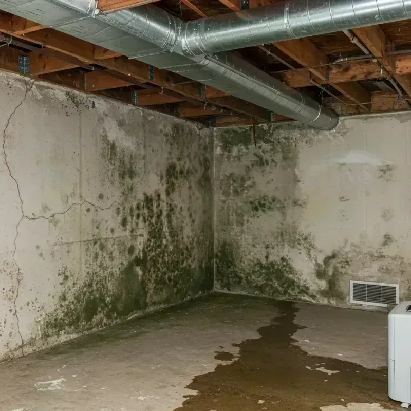 Professional Mold Removal in Washington, VT